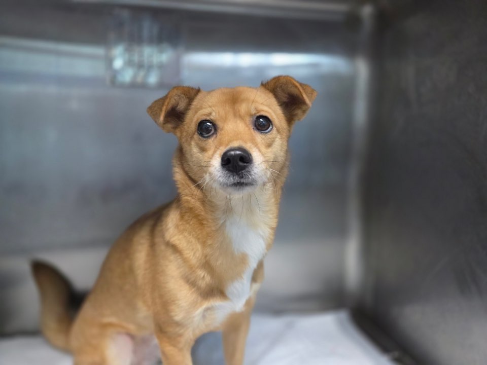 종료(반환) 믹스견…